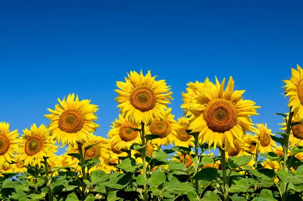 领域的黄色的向日葵 映衬在蓝天下 — 图库照片