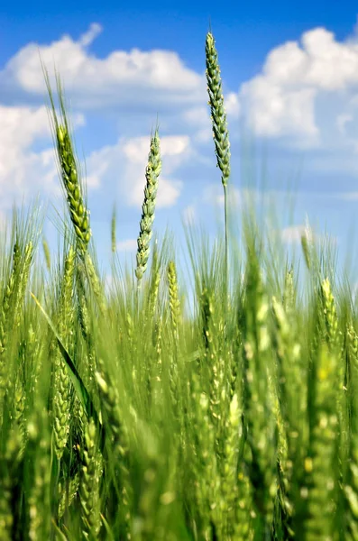 Jonge Oren Van Tarwe Groeien Het Veld Granen Van Oogst — Stockfoto