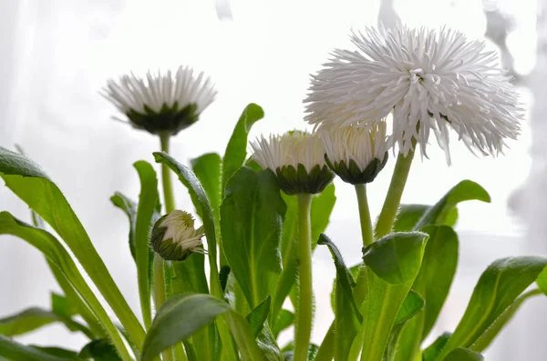 Margaridas Brancas Floresceram Contra Fundo Folhas Verdes Pomponette White Bellis — Fotografia de Stock