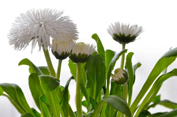 Margaridas Brancas Floresceram Contra Fundo Folhas Verdes Pomponette White Bellis — Fotografia de Stock