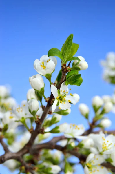 Flores Blancas Las Ramas Los Árboles Primavera —  Fotos de Stock