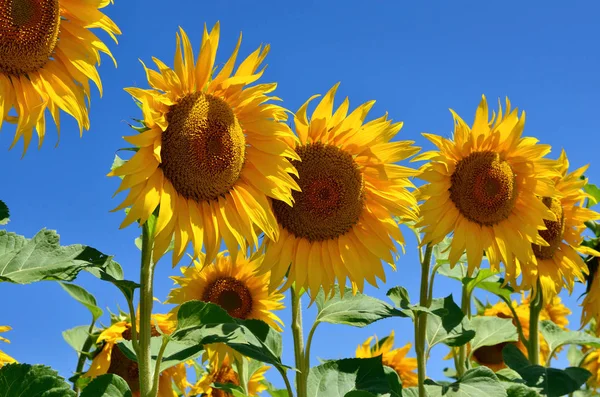 Girasoli Giovani Fioriscono Campo Contro Cielo Azzurro — Foto Stock