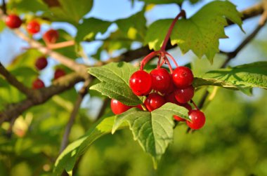 Yeşil yaprak arasında kırmızı, olgun meyveler kartopu olgunlaştı.