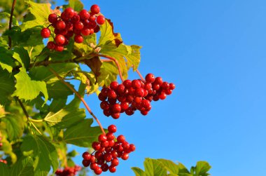 Yeşil yaprak arasında kırmızı, olgun meyveler kartopu olgunlaştı.