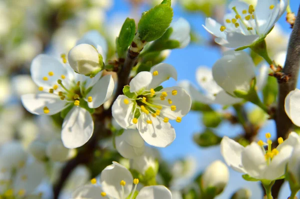 Flores Blancas Las Ramas Los Árboles Primavera —  Fotos de Stock