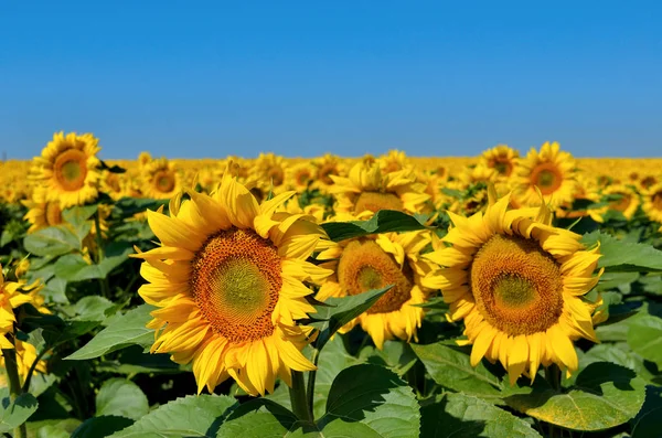 Campo Girasoles Amarillos Contra Cielo Azul — Foto de Stock