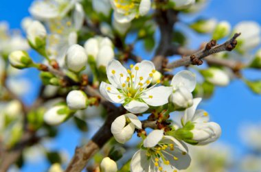 Baharda ağaçların dallarında beyaz çiçekler
