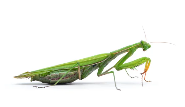 Mantis Religiosa Europea Ordinaria Aislada Sobre Fondo Blanco — Foto de Stock