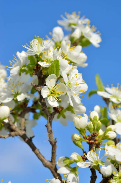 Flores Blancas Las Ramas Los Árboles Primavera —  Fotos de Stock