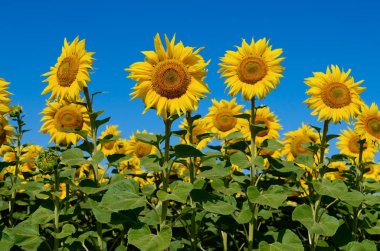 Mavi gökyüzü karşı alanındaki sarı ayçiçeği büyümek. Tarımsal ürün.