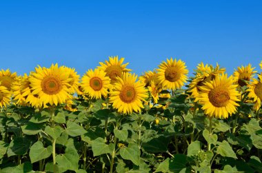 Mavi gökyüzü karşı alanındaki sarı ayçiçeği büyümek. Tarımsal ürün.