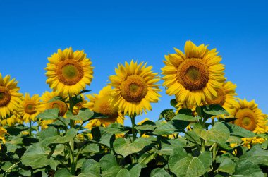 Mavi gökyüzü karşı alanındaki sarı ayçiçeği büyümek. Tarımsal ürün.