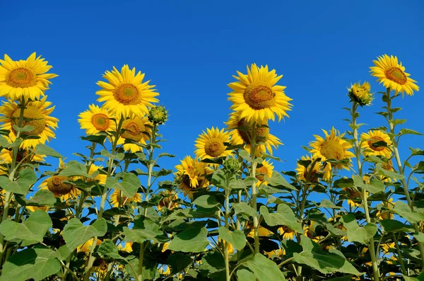 Gele Zonnebloemen Groeien Het Gebied Tegen Een Blauwe Lucht Landbouwgewassen — Stockfoto