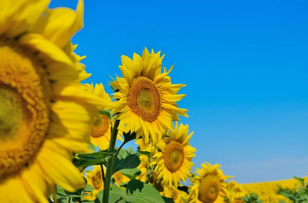 Gele Zonnebloemen Groeien Het Gebied Tegen Een Blauwe Lucht Landbouwgewassen — Stockfoto