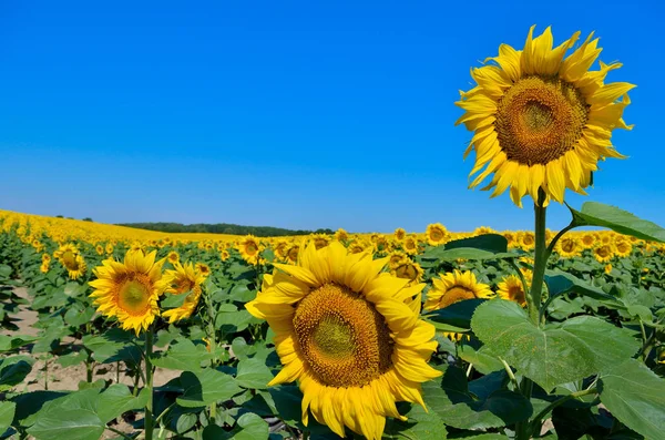 Gele Zonnebloemen Groeien Het Gebied Tegen Een Blauwe Lucht Landbouwgewassen — Stockfoto