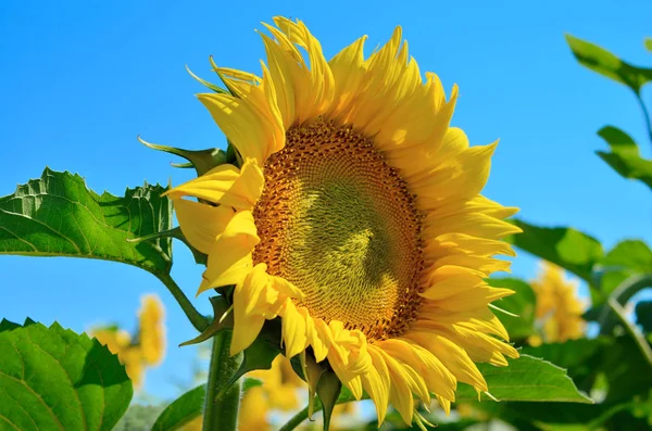 Gule Solsikker Vokser Marken Mot Blå Himmel Landbruksvekster – stockfoto