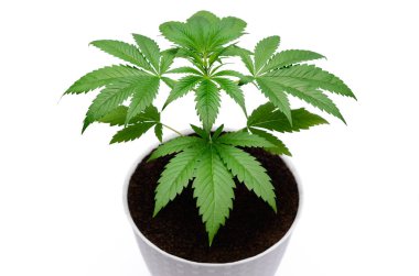Yeşil kenevir beyaz arka plan üzerinde izole yaprakları. Büyüyen tıbbi marihuana.