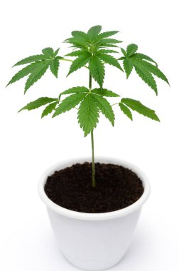 Yeşil kenevir beyaz arka plan üzerinde izole yaprakları. Büyüyen tıbbi marihuana.