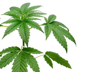 Yeşil kenevir beyaz arka plan üzerinde izole yaprakları. Büyüyen tıbbi marihuana.