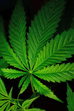 Siyah bir arka plan üzerinde büyük marihuana yaprakları. Tıbbi esrar yetiştirmek.
