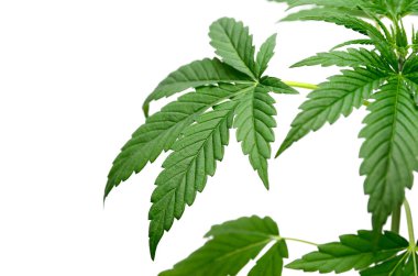 Yeşil kenevir beyaz arka plan üzerinde izole yaprakları. Büyüyen tıbbi marihuana.