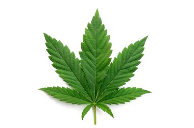 Yeşil kenevir beyaz arka plan üzerinde izole yaprakları. Büyüyen tıbbi marihuana.