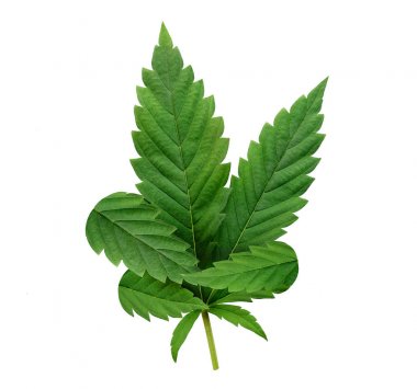 Yeşil kenevir beyaz arka plan üzerinde izole yaprakları. Büyüyen tıbbi marihuana.