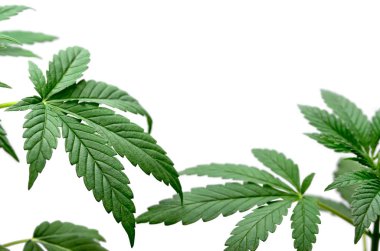 Yeşil kenevir beyaz arka plan üzerinde izole yaprakları. Büyüyen tıbbi marihuana.