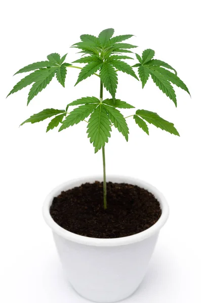 Grön Cannabis Lämnar Isolerad Vit Bakgrund Växande Medicinsk Marijuana — Stockfoto