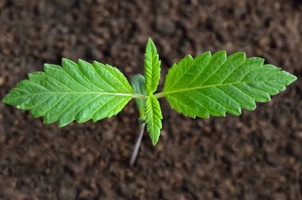 Młode Kiełki Marihuany Rosną Ziemi — Zdjęcie stockowe