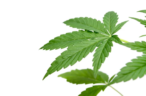 Folhas Cannabis Verde Isoladas Fundo Branco Crescimento Maconha Medicinal — Fotografia de Stock