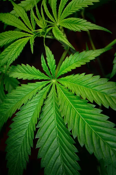 黒い背景にマリファナの大きな葉 医療大麻の成長 — ストック写真