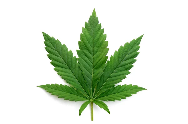 Groene Cannabis Verlaat Geïsoleerd Witte Achtergrond Groeiende Medische Marihuana — Stockfoto