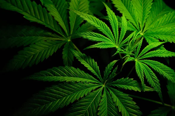 Grote Bladeren Van Marihuana Een Zwarte Achtergrond Groeiende Medicinale Cannabis Stockafbeelding