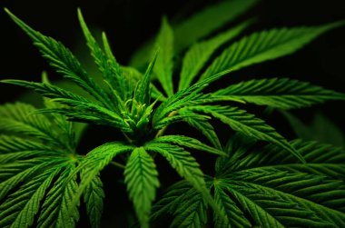 Siyah bir arka plan üzerinde büyük marihuana yaprakları. Tıbbi esrar yetiştirmek.