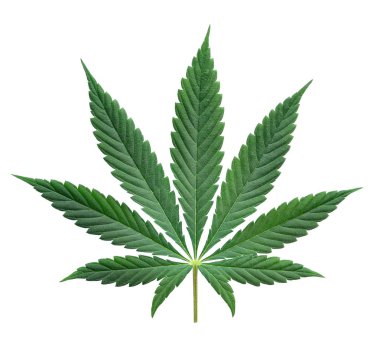 Yeşil kenevir beyaz arka plan üzerinde izole yaprakları. Büyüyen tıbbi marihuana.