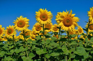 Sarı ayçiçekleri tarlada yetişir. Tarım ürünleri.