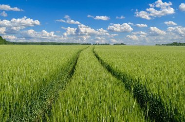 Mavi gökyüzünün arka planında genç tahıl kulakları