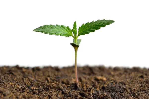 Broto Cannabis Isolado Fundo Branco Cânhamo Crescimento — Fotografia de Stock
