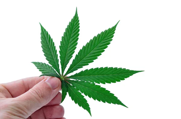 Bir el beyaz bir arka plan üzerinde marihuana tutuyor. Kenevir yaprağı. Tıbbi esrar.