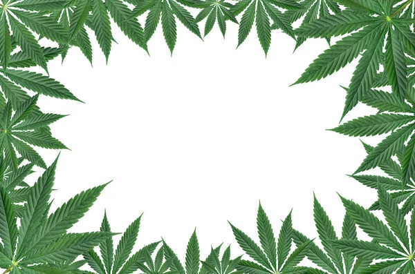 Beyaz arka plan üzerinde izole marihuana yaprak çerçeve