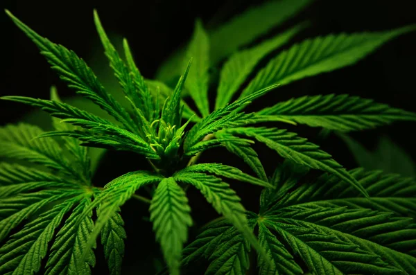 Marijuana wallpaper Stock Photos, Royalty Free Marijuana wallpaper Images | Depositphotos Marijuana wallpaper Stock Photos, Royalty Free Marijuana wallpaper Images | Depositphotos