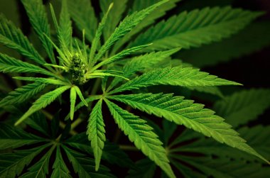 Siyah bir arka plan üzerinde büyük marihuana yaprakları. Tıbbi esrar yetiştirmek.