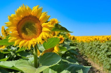 Mavi gökyüzü karşı alanındaki sarı ayçiçeği büyümek. Tarımsal ürün.