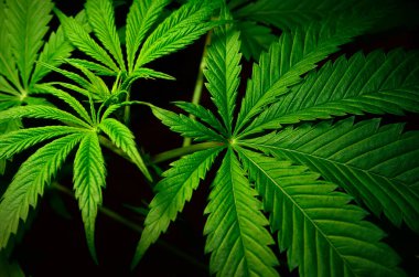 Siyah bir arka plan üzerinde büyük marihuana yaprakları. Tıbbi esrar yetiştirmek.