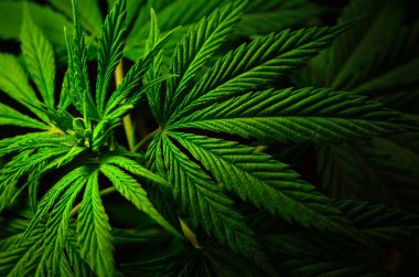Siyah bir arka plan üzerinde büyük marihuana yaprakları. Tıbbi esrar yetiştirmek.