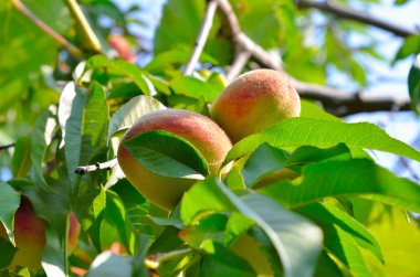 Yaprakları arasında bir ağacın üzerinde olgun şeftali. Meyve bahçesinde hasat.