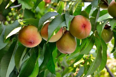 Yaprakları arasında bir ağacın üzerinde olgun şeftali. Meyve bahçesinde hasat.