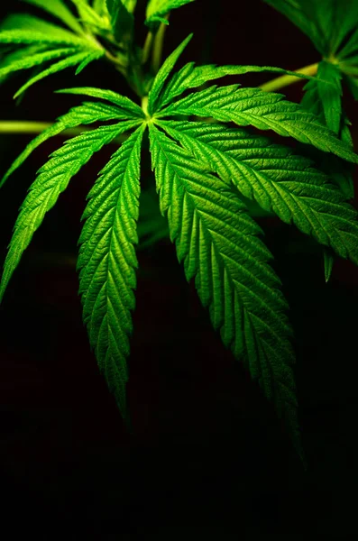 Siyah Bir Arka Plan Üzerinde Büyük Marihuana Yaprakları Tıbbi Esrar — Stok fotoğraf