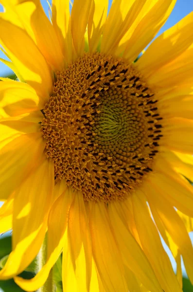 Los Girasoles Amarillos Crecen Campo Contra Cielo Azul Cultivos Agrícolas — Foto de Stock